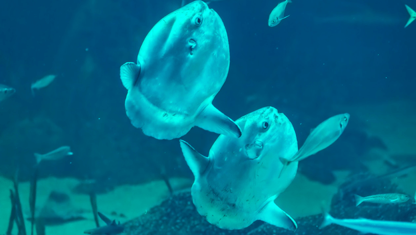 Two Oceans Aquarium  The weird and wonderful sunfish: Everything you…