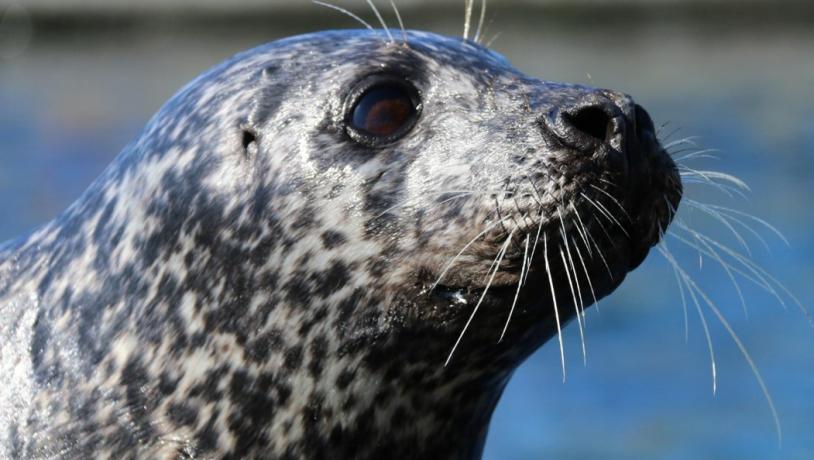 Thor, Nordsøen Oceanarium 