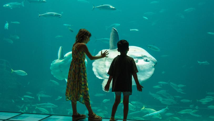 Klumpfisk og børn ved Nordsøen Oceanarium