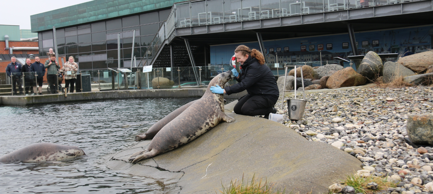 Sæl, Nordsøen Oceanarium