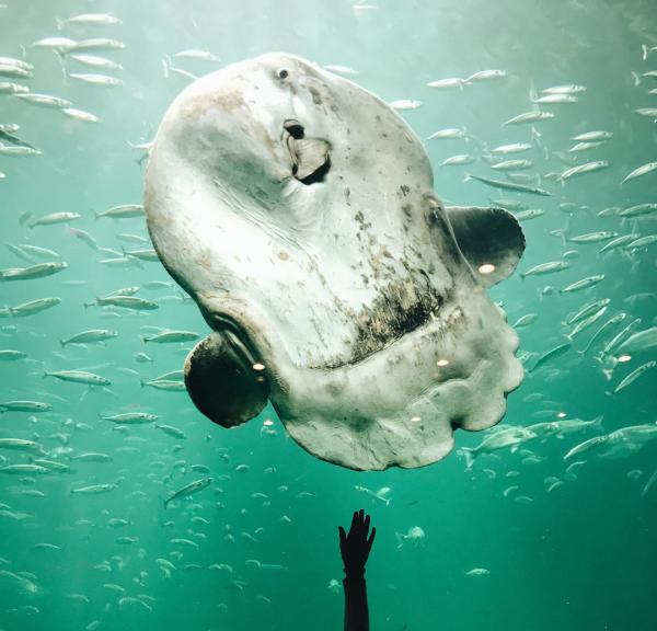 Nordsøen Oceanarium - Klumpfisk