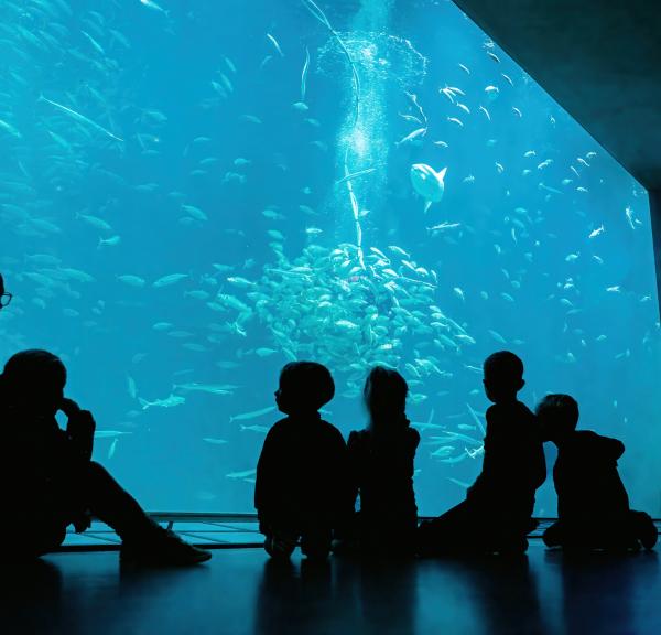Nordsøen Oceanarium_Oceanariet