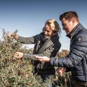 Efterår, havtorn, mennesker, par, bær, plukning, pluk, busk